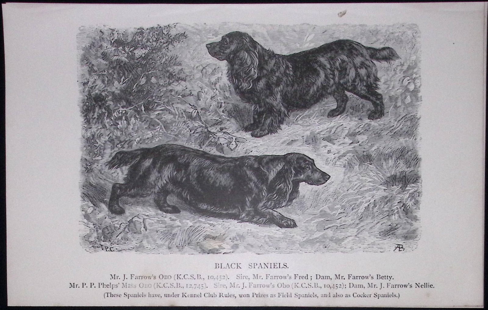 Black Spaniel British Dogs by Hugh Dalziel 1889 Antique Book Plate-33: Title: Black Spaniel British Dogs by Hugh Dalziel 1889 Antique Book Plate-33 Description: This Antique Book Plate Was Removed from a Edition of British Dogs by Hugh Dalziel 1889.