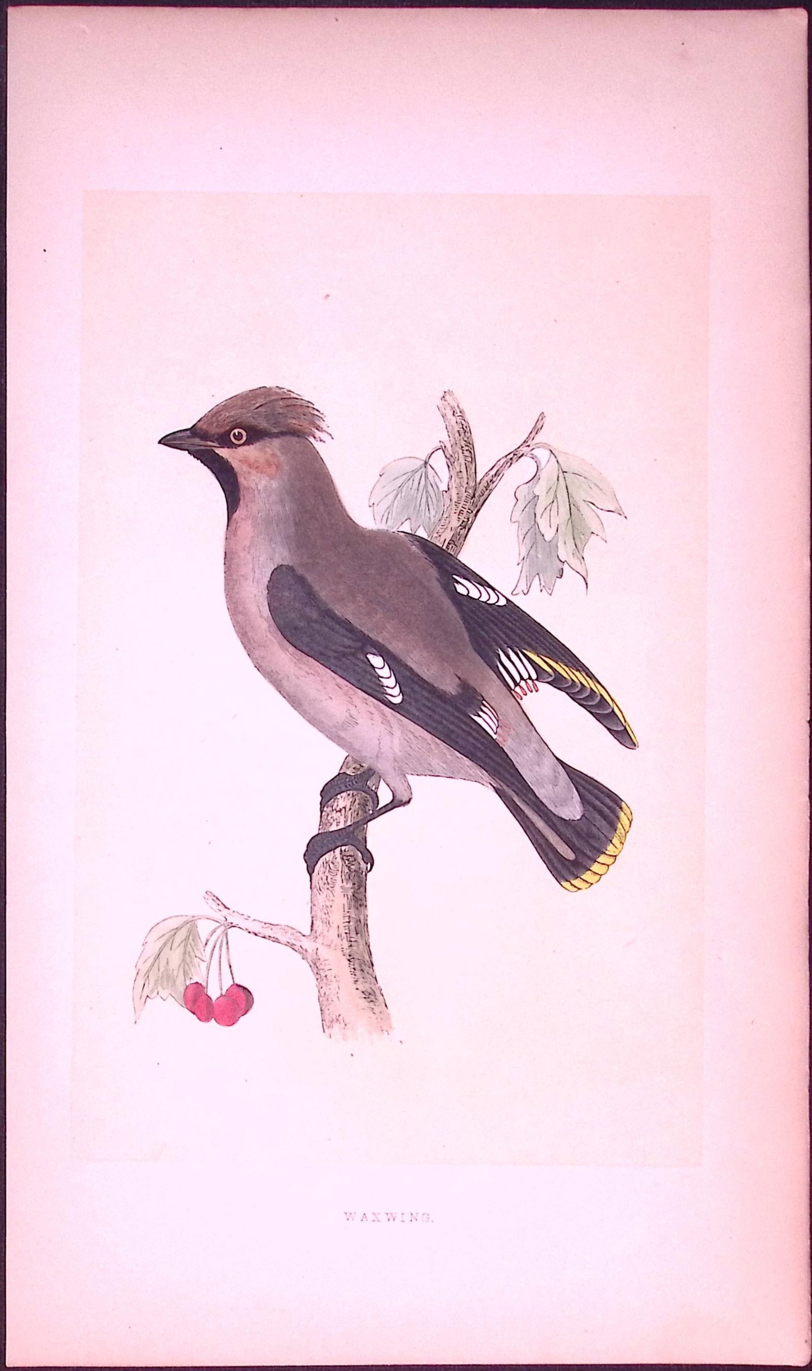 Waxwing Bird- Rev Morris First Edition Antique Woodblock Engraving-58: Title: Waxwing Bird- Rev Morris First Edition Antique Woodblock Engraving-58 Description: This Chromolithographic Woodblock Engraving Has Been Removed from a First Antique Edition of. Rev F O