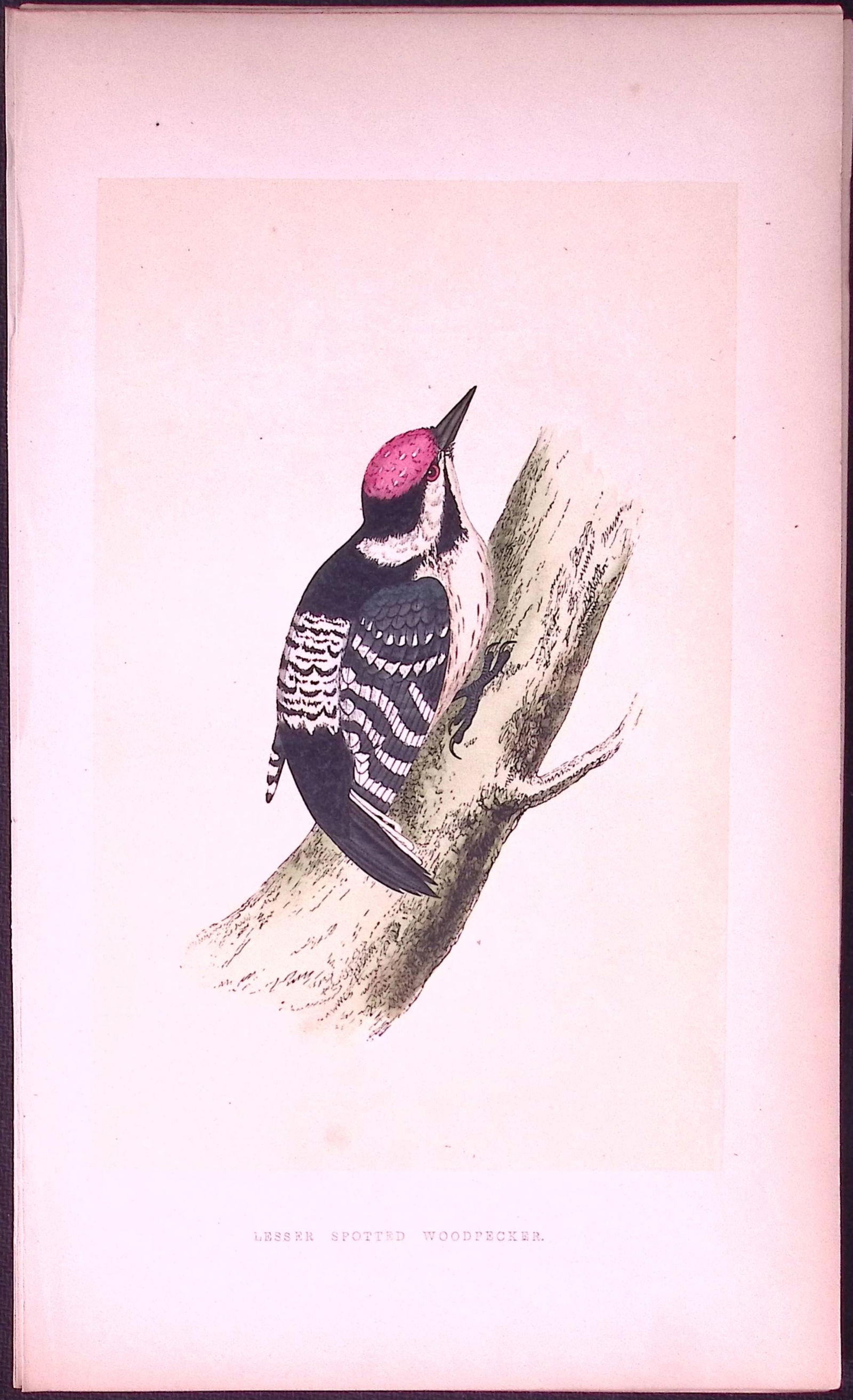 Lesser Spotted Woodpecker Bird- Rev Morris First Edition Antique Woodblock Engraving-120: Title: Lesser Spotted Woodpecker Bird- Rev Morris First Edition Antique Woodblock Engraving-120 Description: This Chromolithographic Woodblock Engraving Has Been Removed from a First