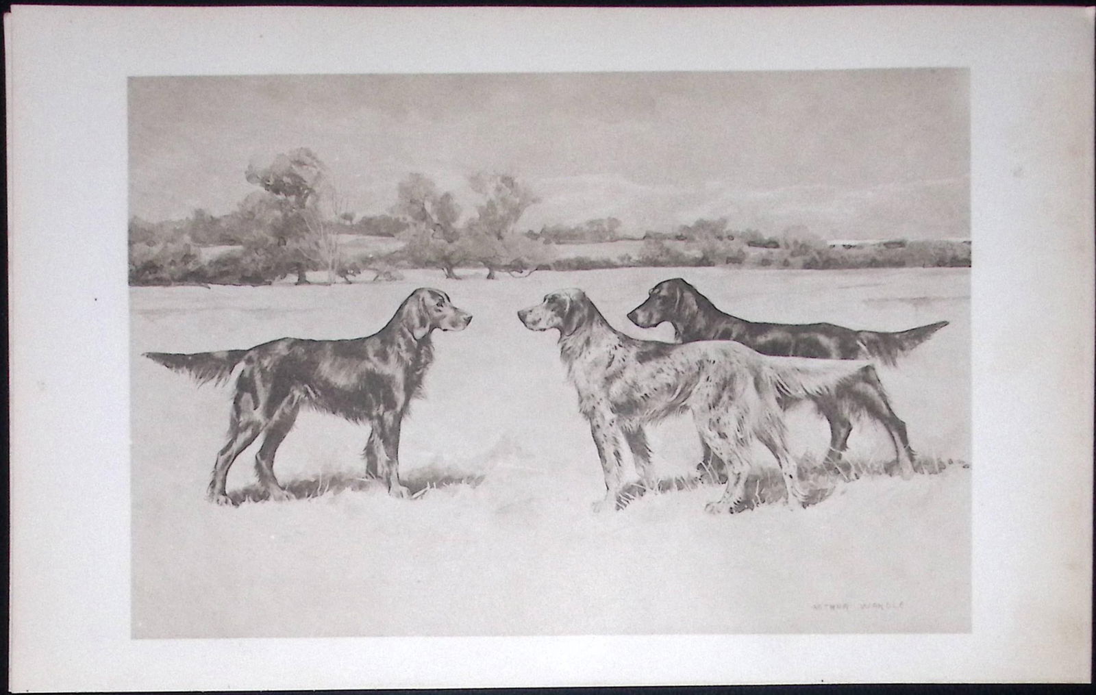 Group of Setters Antique Book Plate Rawdon Lee Modern Dogs 1893-54: Title: Group of Setters Antique Book Plate Rawdon Lee Modern Dogs 1893-54 Description: This Antique Book Plate Was Removed from an Edition of Modern Dogs by Rawdon Lee 1893. <