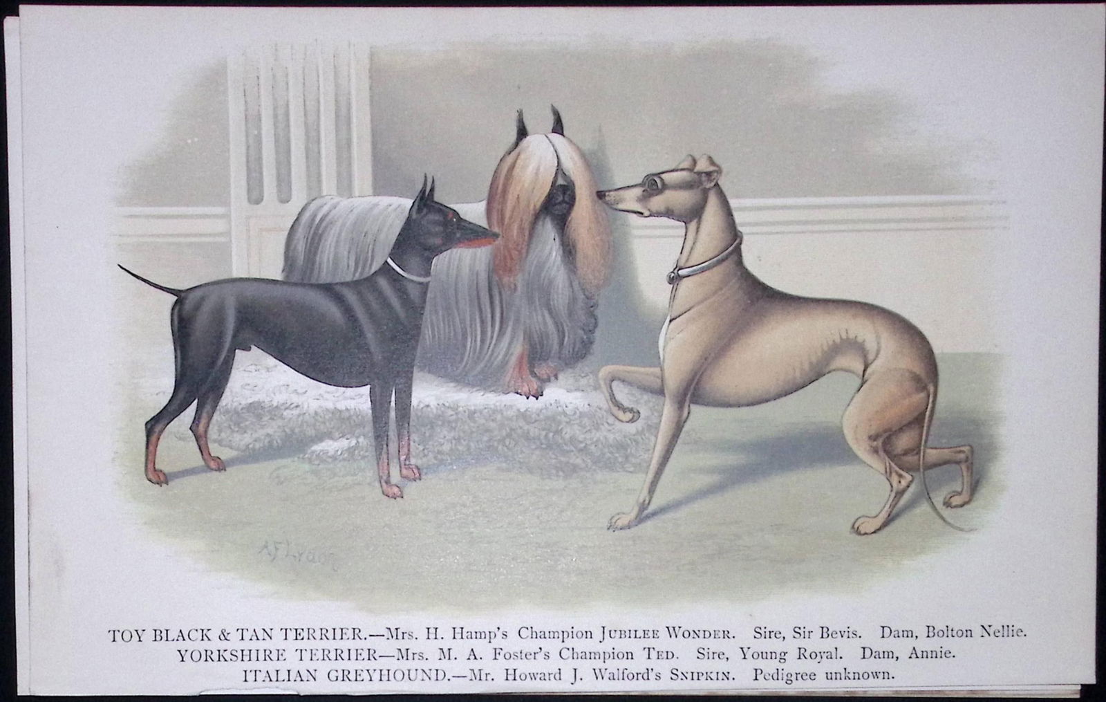 Terriers & Greyhound British Dogs by Hugh Dalziel 1889 Antique Coloured Book Plate-15: Title: Terriers & Greyhound British Dogs by Hugh Dalziel 1889 Antique Coloured Book Plate-15 Description: This Antique Book Plate Was Removed from a Edition of British Dogs by Hu