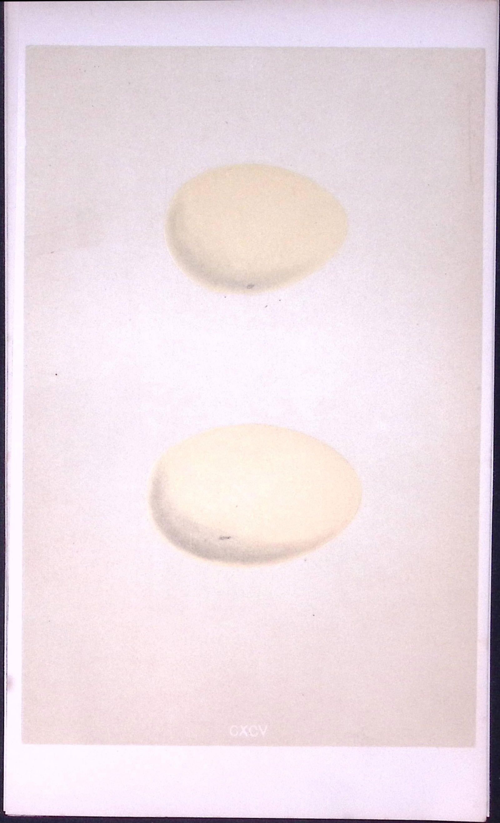 Red Whistling & Surf Duck Bird Egg- Rev Morris Antique Woodblock Engraving-27: Title: Red Whistling & Surf Duck Bird Egg- Rev Morris Antique Woodblock Engraving-27 Description: This Chromolithographic Woodblock Engraving Has Been Removed from a First Antiq