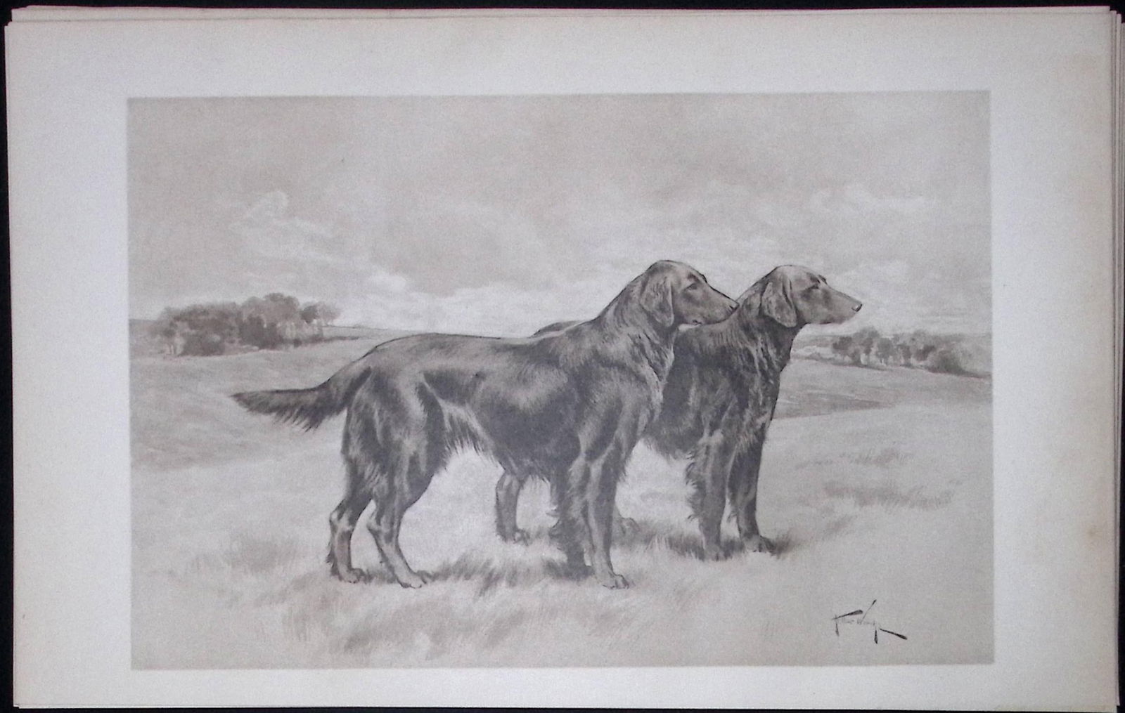 Pair Waxy Coated Retrievers Antique Book Plate Rawdon Lee Modern Dogs 1906-61: Title: Pair Waxy Coated Retrievers Antique Book Plate Rawdon Lee Modern Dogs 1906-61 Description: This Antique Book Plate Was Removed from an Edition of Modern Dogs by Rawdon Lee 190