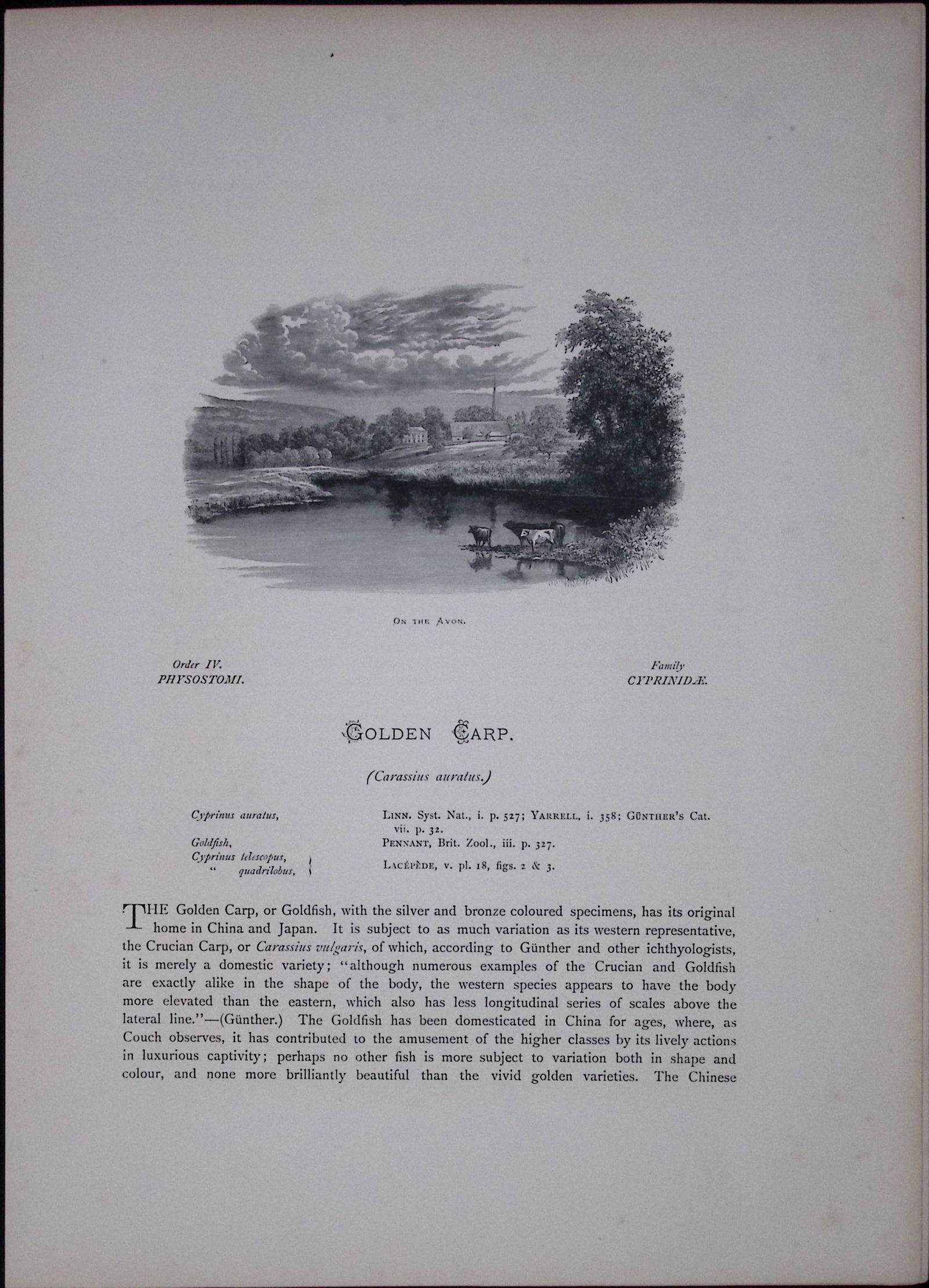 Golden & Bronze Carp Rev Houghton British Freshwater Fish 1879 Scarce Engraving-36 - 2