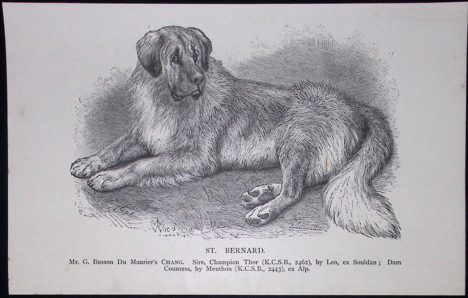 St Bernard British Dogs by Hugh Dalziel 1889 Antique Book Plate-45: Title: St Bernard British Dogs by Hugh Dalziel 1889 Antique Book Plate-45 Description: This Antique Book Plate Was Removed from a Edition of British Dogs by Hugh Dalziel 1889.