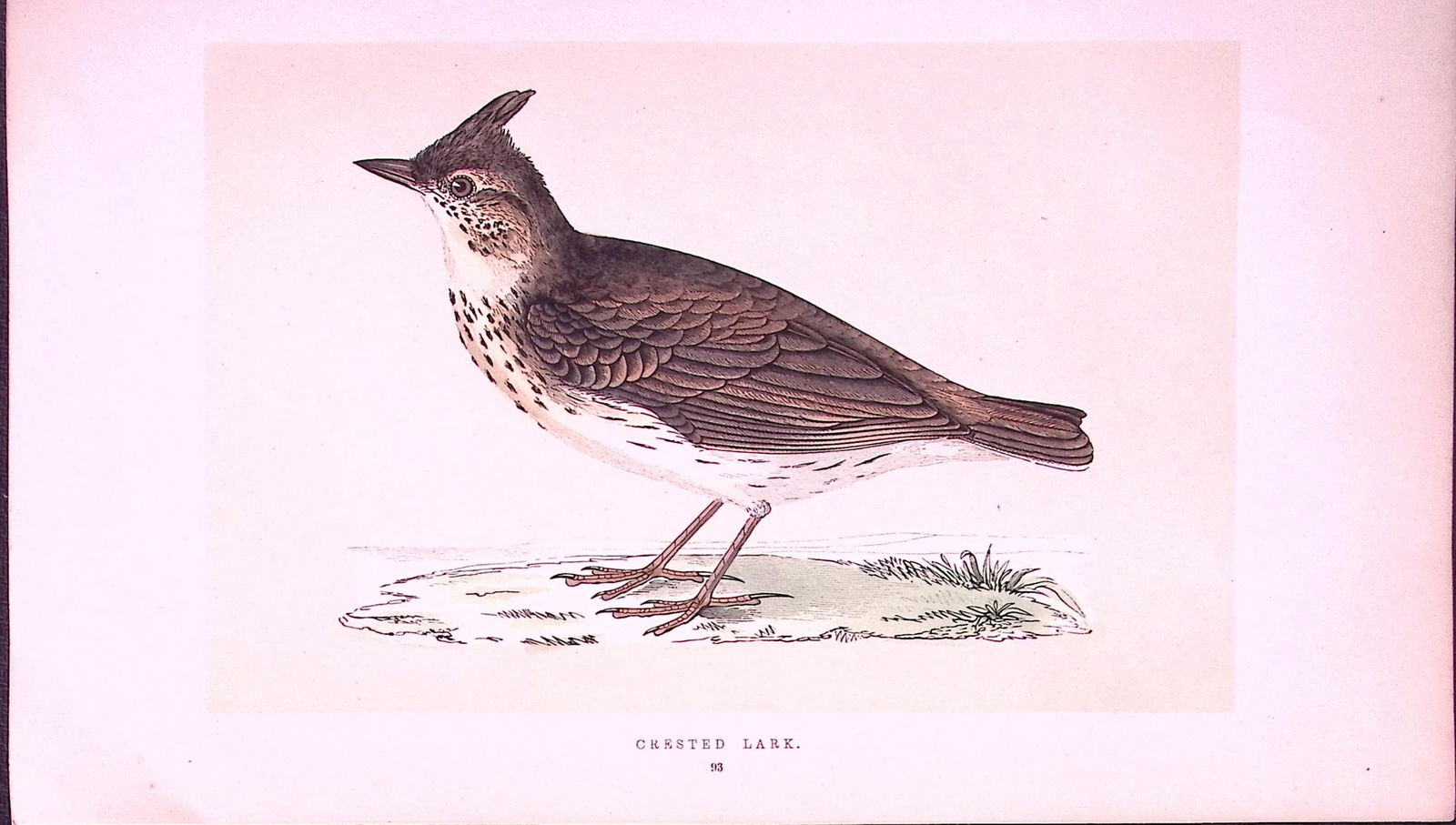 Crested Lark Rev Morris First Edition Antique Woodblock Engraving-147: Title: Crested Lark Rev Morris First Edition Antique Woodblock Engraving-147 Description: This Chromolithographic Woodblock Engraving Has Been Removed from a First Antique Edition of
