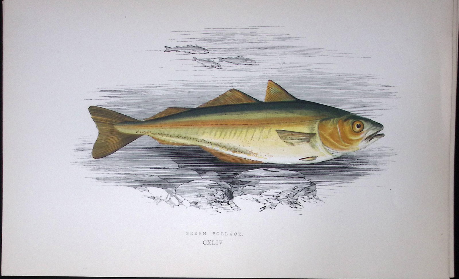 Green Pollack Fish Scarce Antique 1877 J. Couch Woodblock Engraving-82: Title: Green Pollack Fish Scarce Antique 1877 J. Couch Woodblock Engraving-82 Description: This Antique Original Coloured Woodblock Engraving Was Removed from An Edition of. <