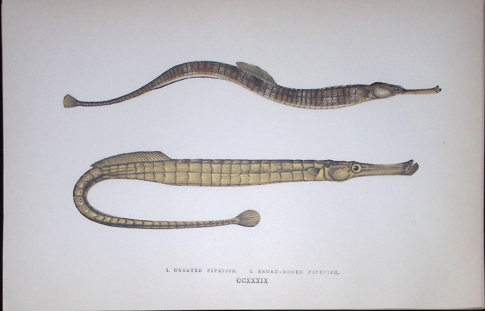 Greater & Broad Nosed Pipefish Fish Scarce Antique 1877 J. Couch Woodblock Engraving-149: Title: Greater & Broad Nosed Pipefish Fish Scarce Antique 1877 J. Couch Woodblock Engraving-149 Description: This Antique Original Coloured Woodblock Engraving Was Removed from An Edition
