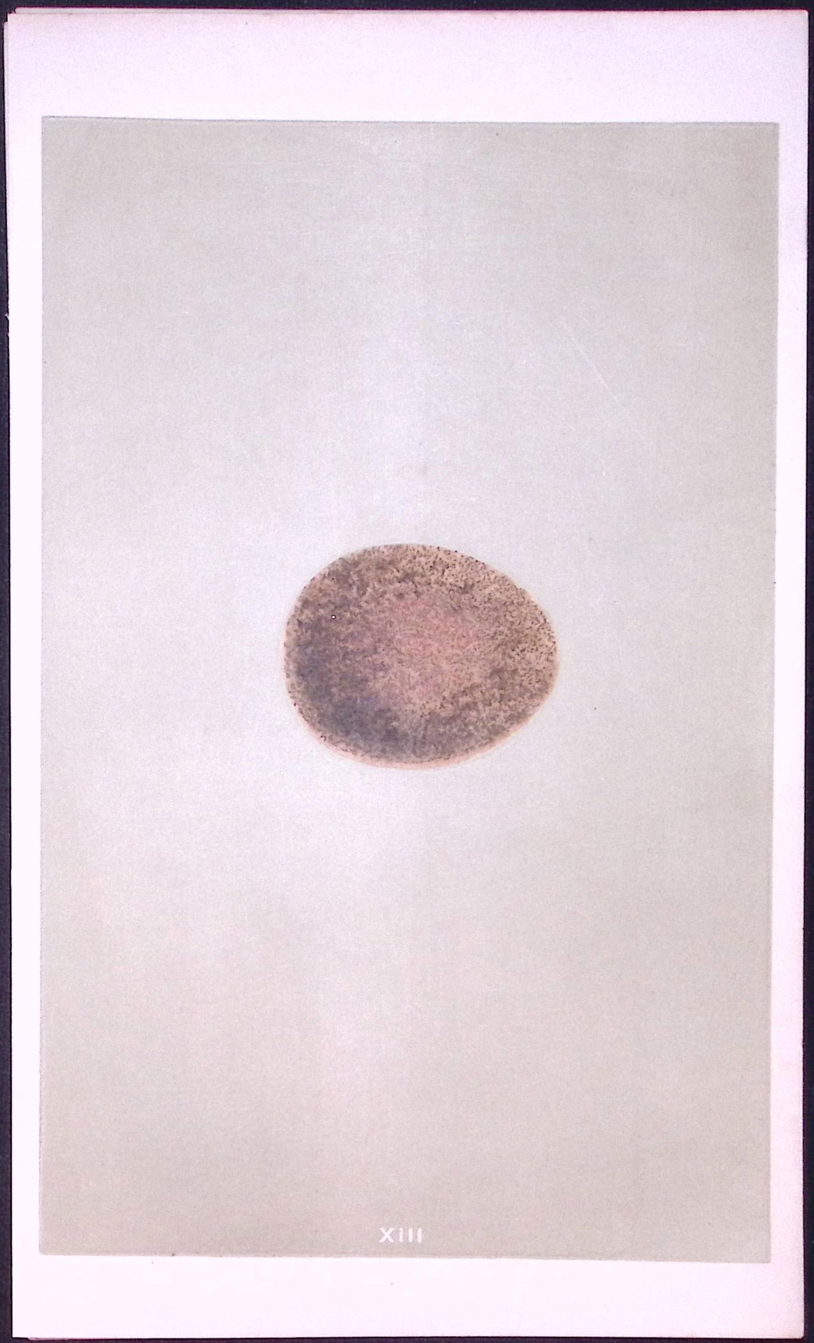 Peregrine Falcon Bird Egg- Rev Morris First Edition Antique Woodblock Engraving-4: Title: Peregrine Falcon Bird Egg- Rev Morris First Edition Antique Woodblock Engraving-4 Description: This Chromolithographic Woodblock Engraving Has Been Removed from a First Antique Edition