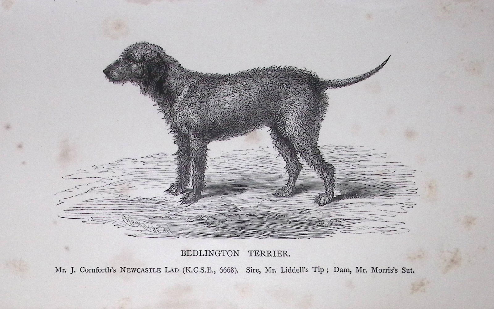 Bedlington Terrier British Dogs by Hugh Dalziel 1889 Antique Book Plate-58: Title: Bedlington Terrier British Dogs by Hugh Dalziel 1889 Antique Book Plate-58 Description: This Antique Book Plate Was Removed from a Edition of British Dogs by Hugh Dalziel 1889
