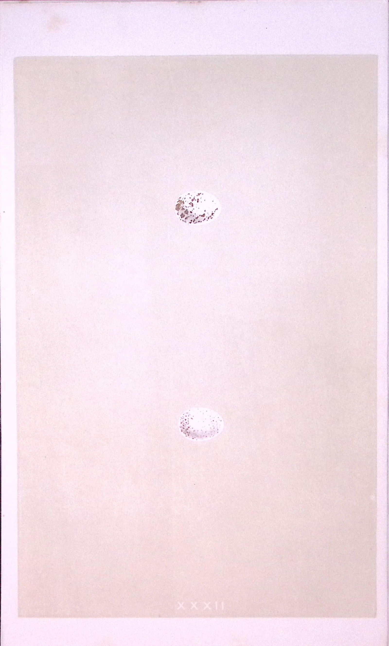 Crested Tit Bird Egg- Rev Morris First Edition Antique Woodblock Engraving-10: Title: Crested Tit Bird Egg- Rev Morris First Edition Antique Woodblock Engraving-10 Description: This Chromolithographic Woodblock Engraving Has Been Removed from a First Antique Edition of. 