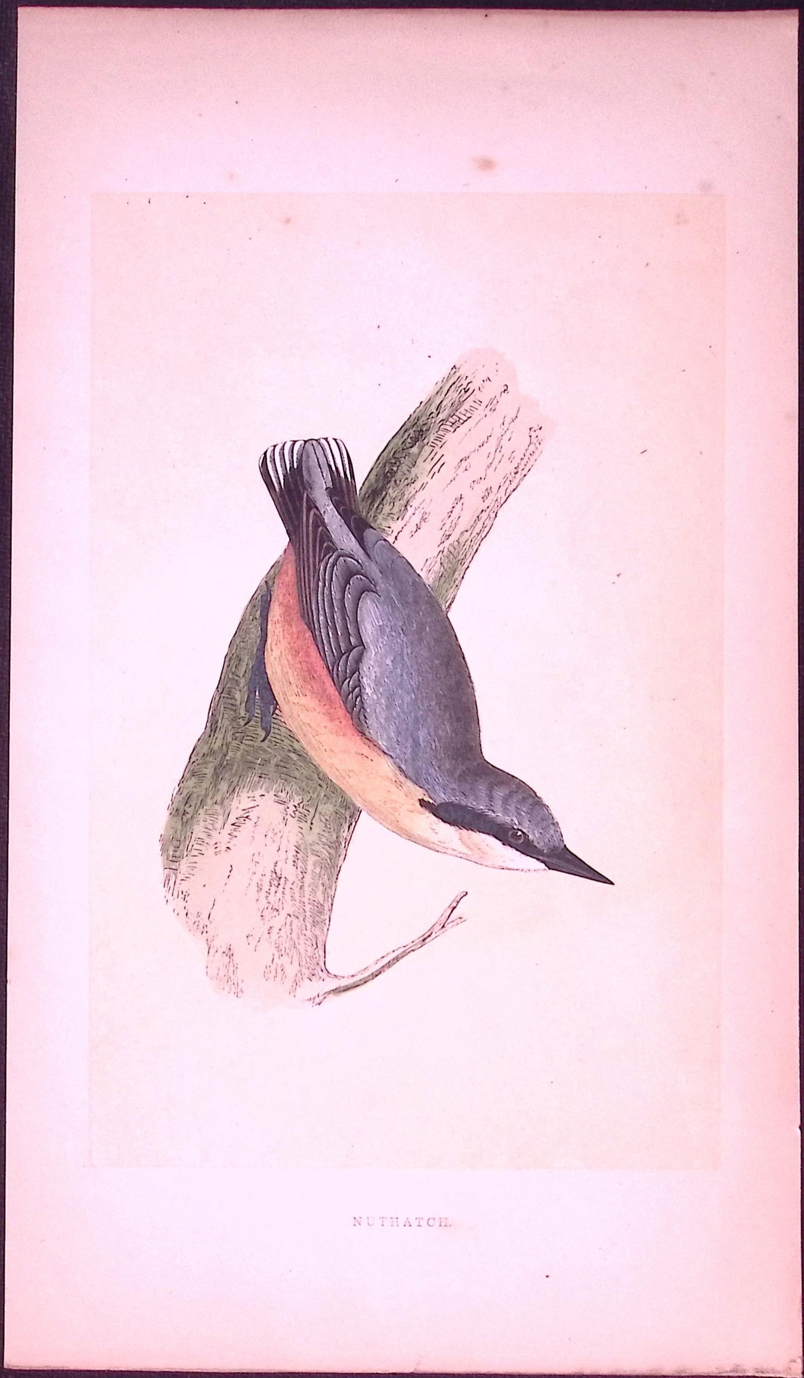 Nuthatch Bird- Rev Morris First Edition Antique Woodblock Engraving-59: Title: Nuthatch Bird- Rev Morris First Edition Antique Woodblock Engraving-59 Description: This Chromolithographic Woodblock Engraving Has Been Removed from a First Antique Edition of. Rev F O