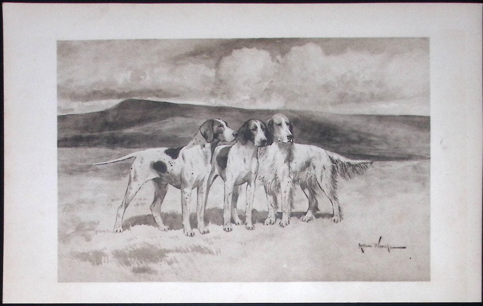 Pointers & Setters Antique 1893 Book Plate Rawdon Lee Modern Dogs-55: Title: Pointers & Setters Antique 1893 Book Plate Rawdon Lee Modern Dogs-55 Description: This Antique Book Plate Was Removed from an Edition of Modern Dogs by Rawdon Lee 1893. Each Print