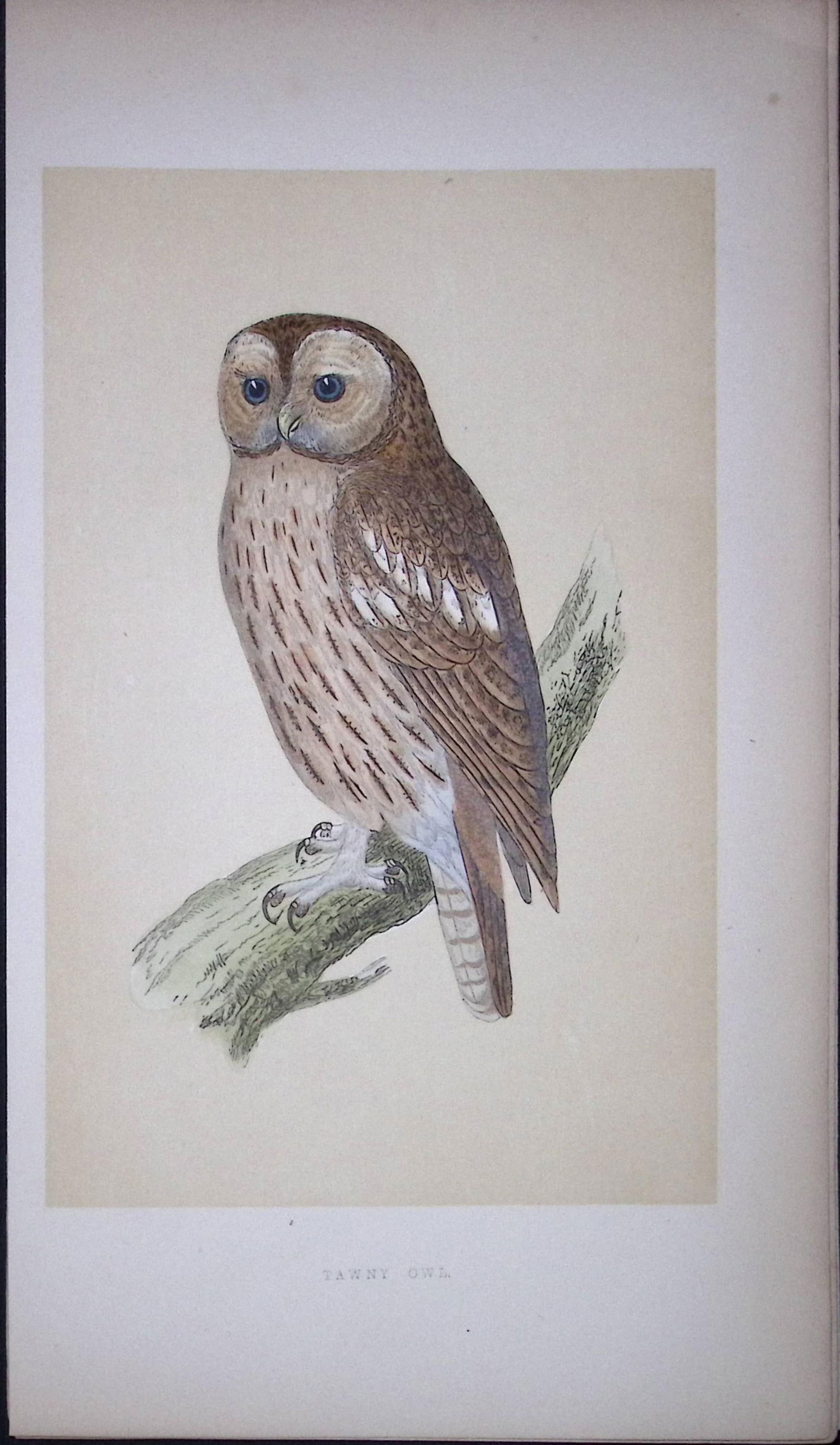 Tawny Owl Bird- Rev Morris First Edition Antique Woodblock Engraving-27: Title: Tawny Owl Bird- Rev Morris First Edition Antique Woodblock Engraving-27 Description: This Chromolithographic Woodblock Engraving Has Been Removed from a First Antique Edition of. Rev F O