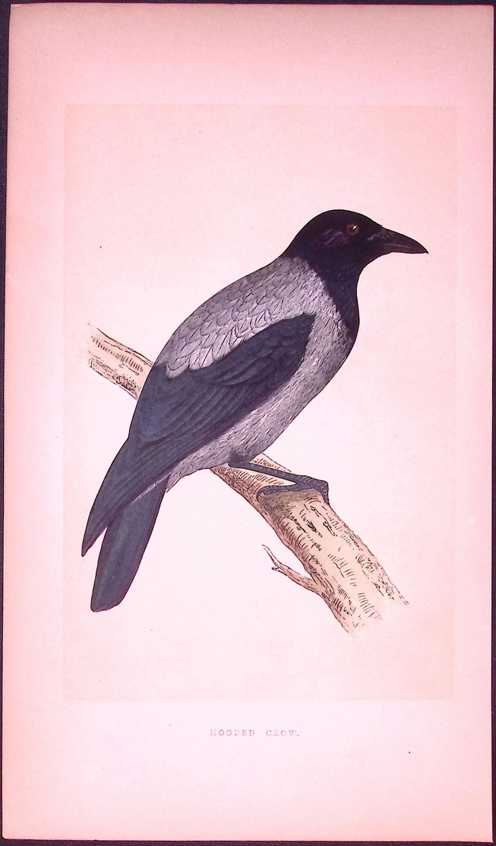 Hooded-Crow Bird- Rev Morris First Edition Antique Woodblock Engraving-54: Title: Hooded-Crow Bird- Rev Morris First Edition Antique Woodblock Engraving-54 Description: This Chromolithographic Woodblock Engraving Has Been Removed from a First Antique Editio