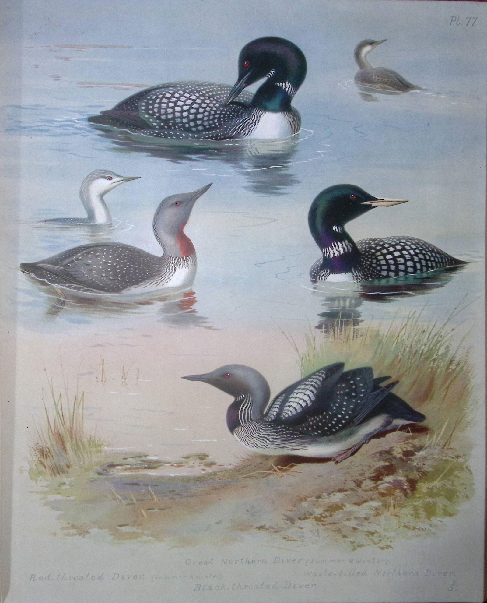 Archibald Thorburn Antique Scarce Bird Chromolithograph The Diver Family-77: Title: Archibald Thorburn Antique Scarce Bird Chromolithograph The Diver Family-77 Description: This Antique Edition Illustration Was Removed from an Edition of. Archibald Tho