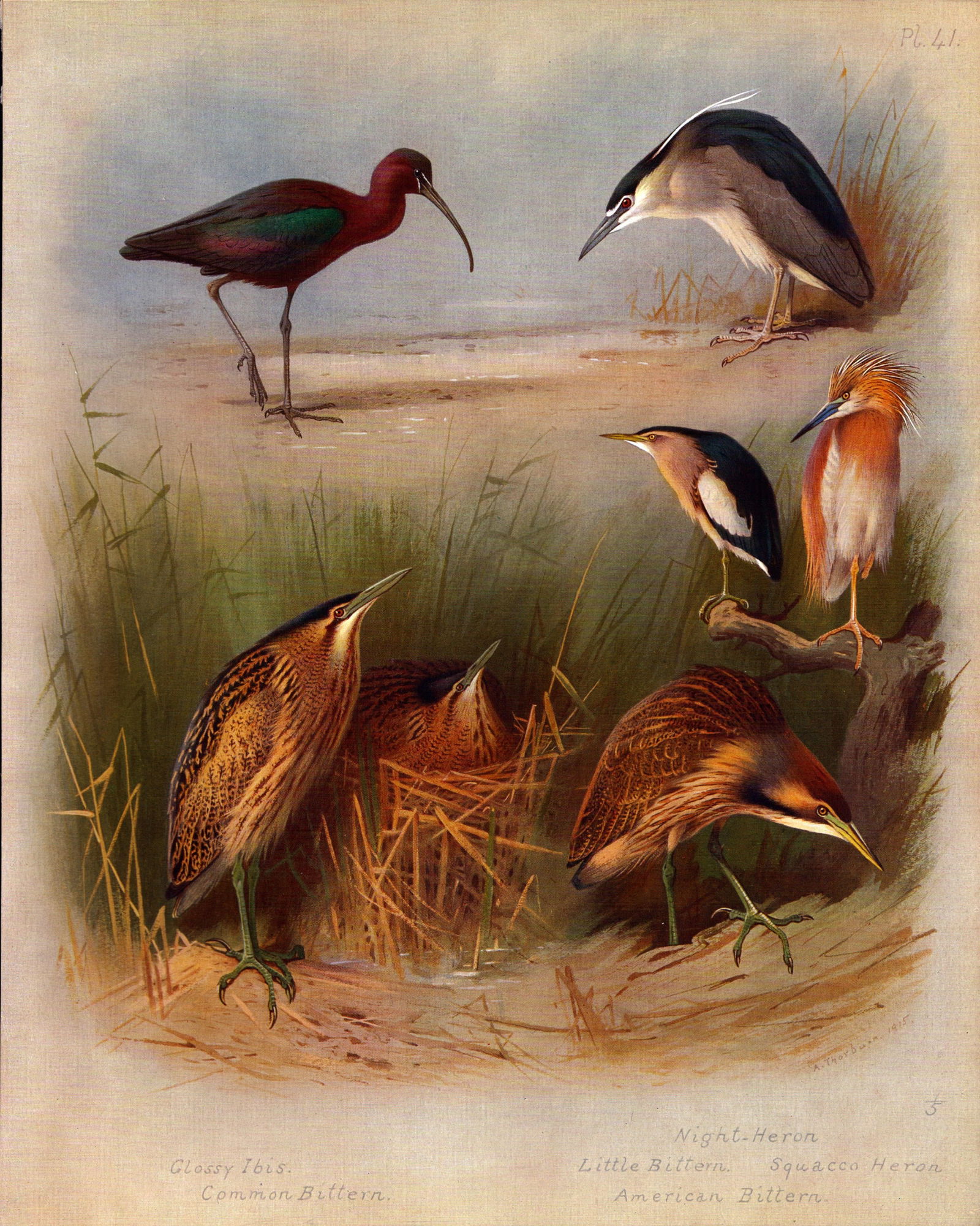 Archibald Thorburn Antique Scarce Bird Illustration Heron & Bittern-41: Title: Archibald Thorburn Antique Scarce Bird Illustration Heron & Bittern-41 Description: This Antique Edition Illustration Was Removed from an Edition of. Archibald Thorburn, British