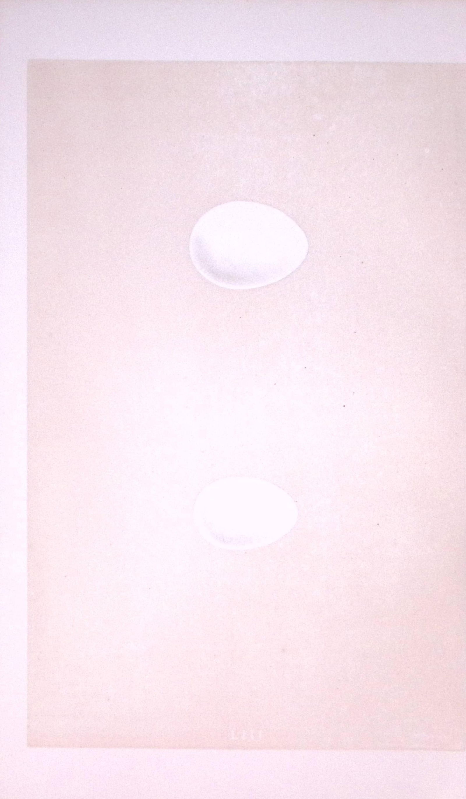 Black & Green Woodpecker Bird Egg- Rev Morris Antique Woodblock Engraving-16: Title: Black & Green Woodpecker Bird Egg- Rev Morris Antique Woodblock Engraving-16 Description: This Chromolithographic Woodblock Engraving Has Been Removed from a First Antique Edition of.