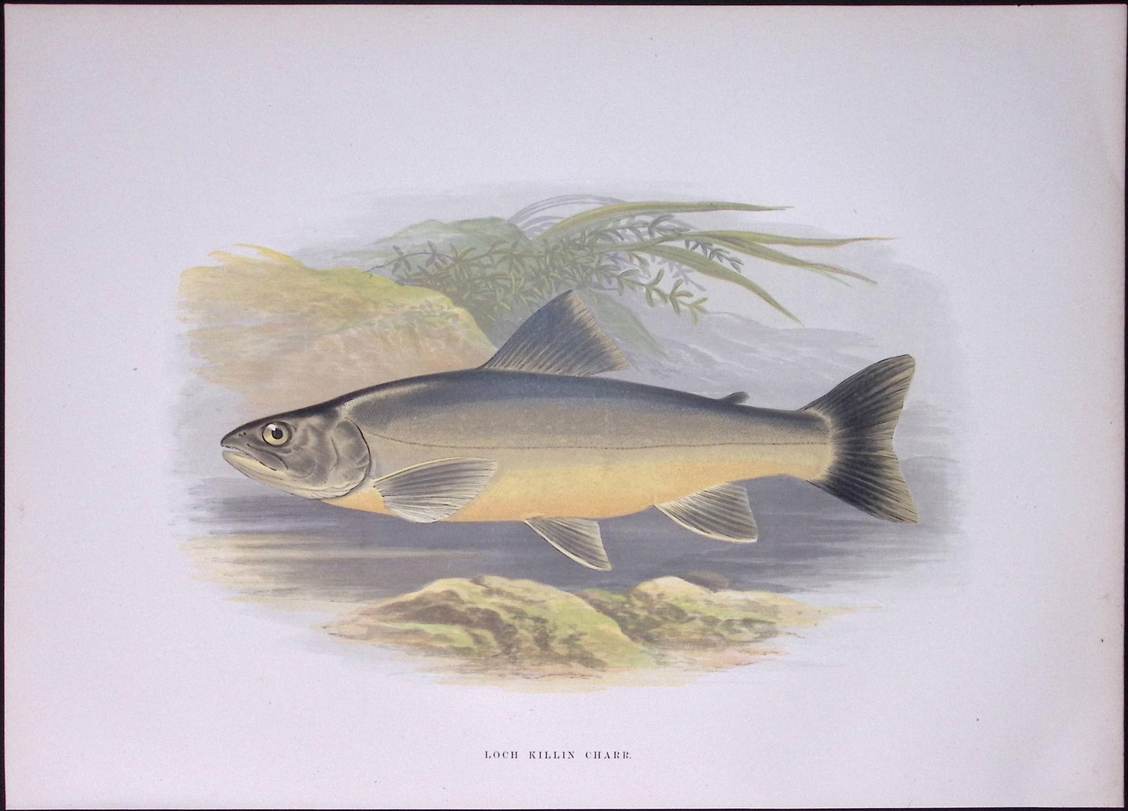 Loch Killin Char Rev Houghton British Freshwater Fish 1879 Scarce Engraving-9: Title: Loch Killin Char Rev Houghton British Freshwater Fish 1879 Scarce Engraving-9 Description: This First Edition Wood Engraving Print Was Removed from an Antique Edition.