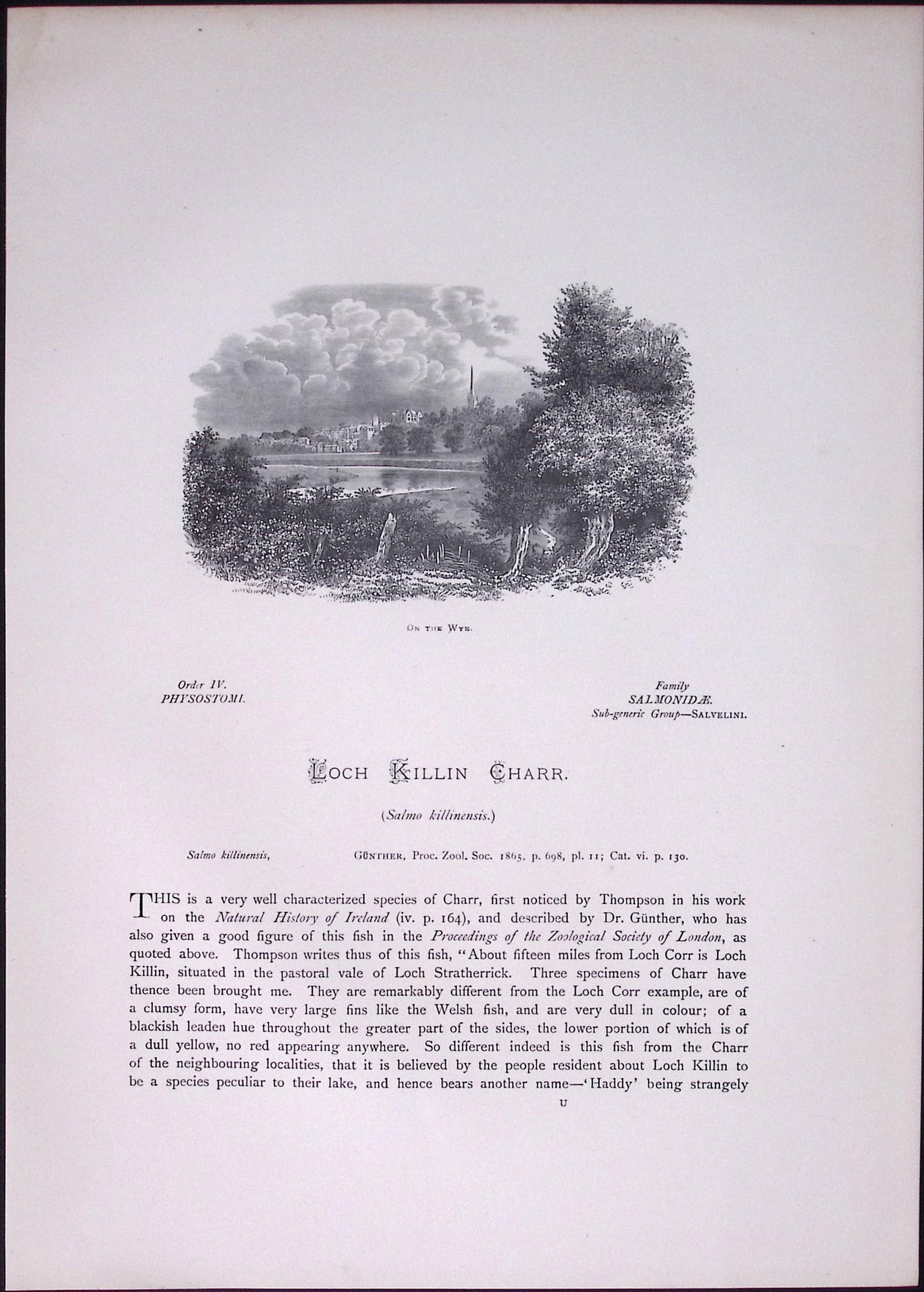 Loch Killin Char Rev Houghton British Freshwater Fish 1879 Scarce Engraving-9 - 2