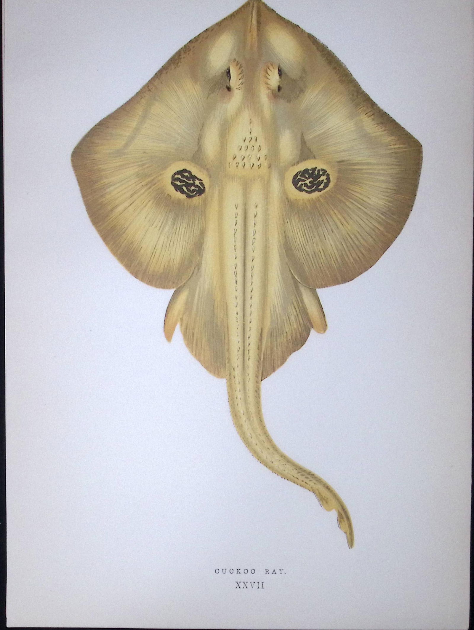 Cuckoo Ray Fish Scarce Antique 1877 J. Couch Woodblock Engraving-106: Title: Cuckoo Ray Fish Scarce Antique 1877 J. Couch Woodblock Engraving-106 Description: This Antique Original Coloured Woodblock Engraving Was Removed from An Edition of. History of The Fishes