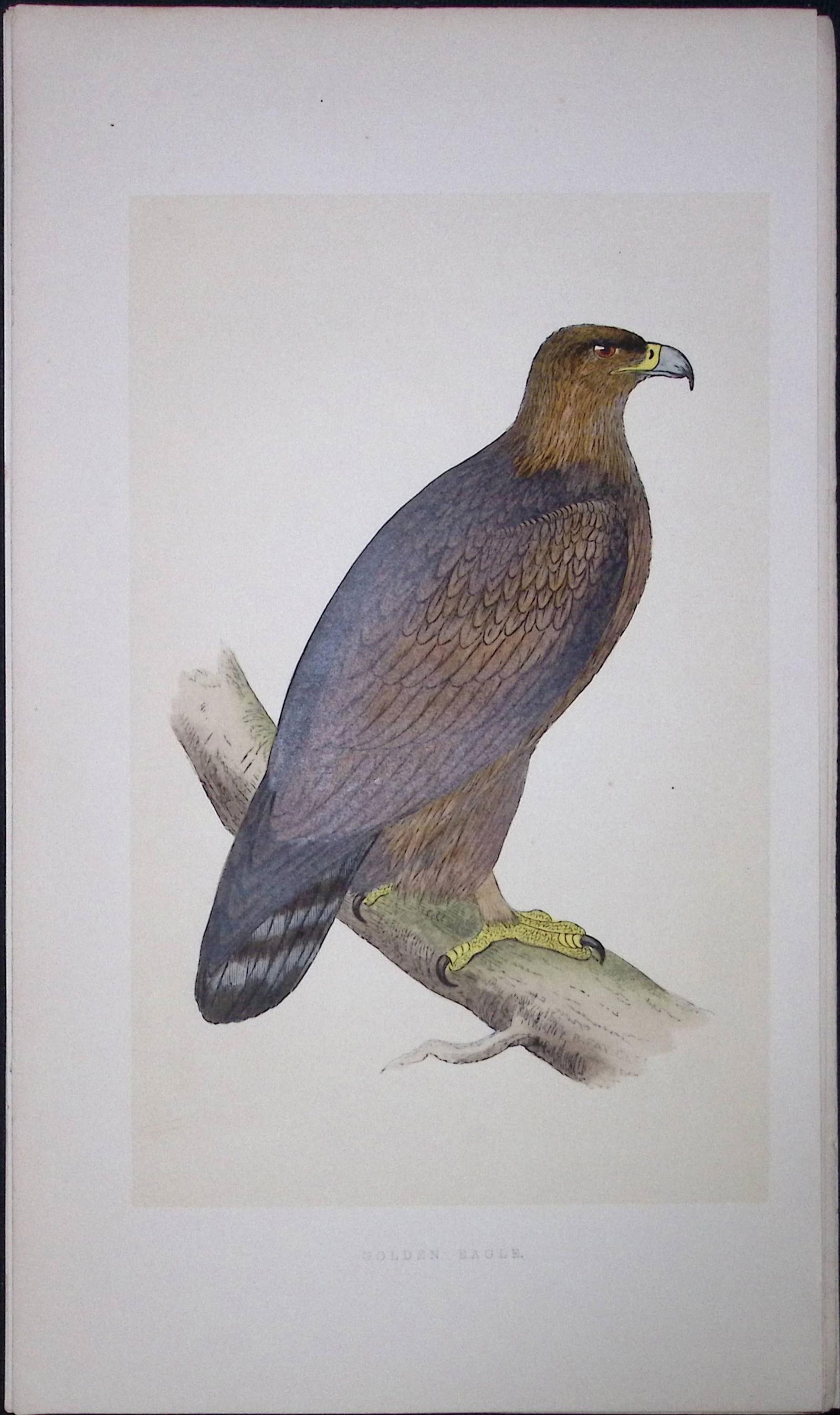 Golden Eagle Rev Morris First Edition Antique Woodblock Engraving-4: Title: Golden Eagle Rev Morris First Edition Antique Woodblock Engraving-4 Description: This Chromolithographic Woodblock Engraving Has Been Removed from a First Antique Edition of. Rev F O