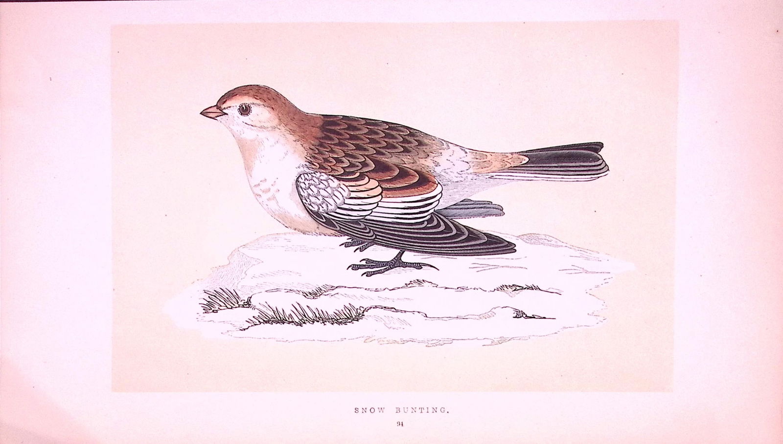 Snow Bunting Rev Morris First Edition Antique Woodblock Engraving-148: Title: Snow Bunting Rev Morris First Edition Antique Woodblock Engraving-148 Description: This Chromolithographic Woodblock Engraving Has Been Removed from a First Antique Edition of. Rev F O