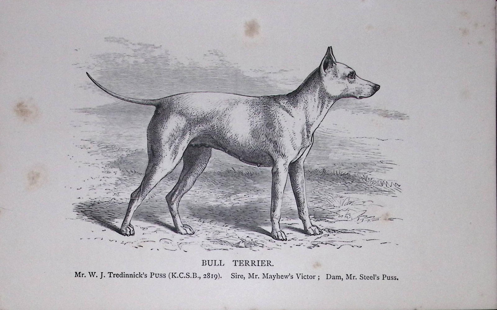 Bull Terrier British Dogs by Hugh Dalziel 1889 Antique Book Plate-50: Title: Bull Terrier British Dogs by Hugh Dalziel 1889 Antique Book Plate-50 Description: This Antique Book Plate Was Removed from a Edition of British Dogs by Hugh Dalziel 1889. <