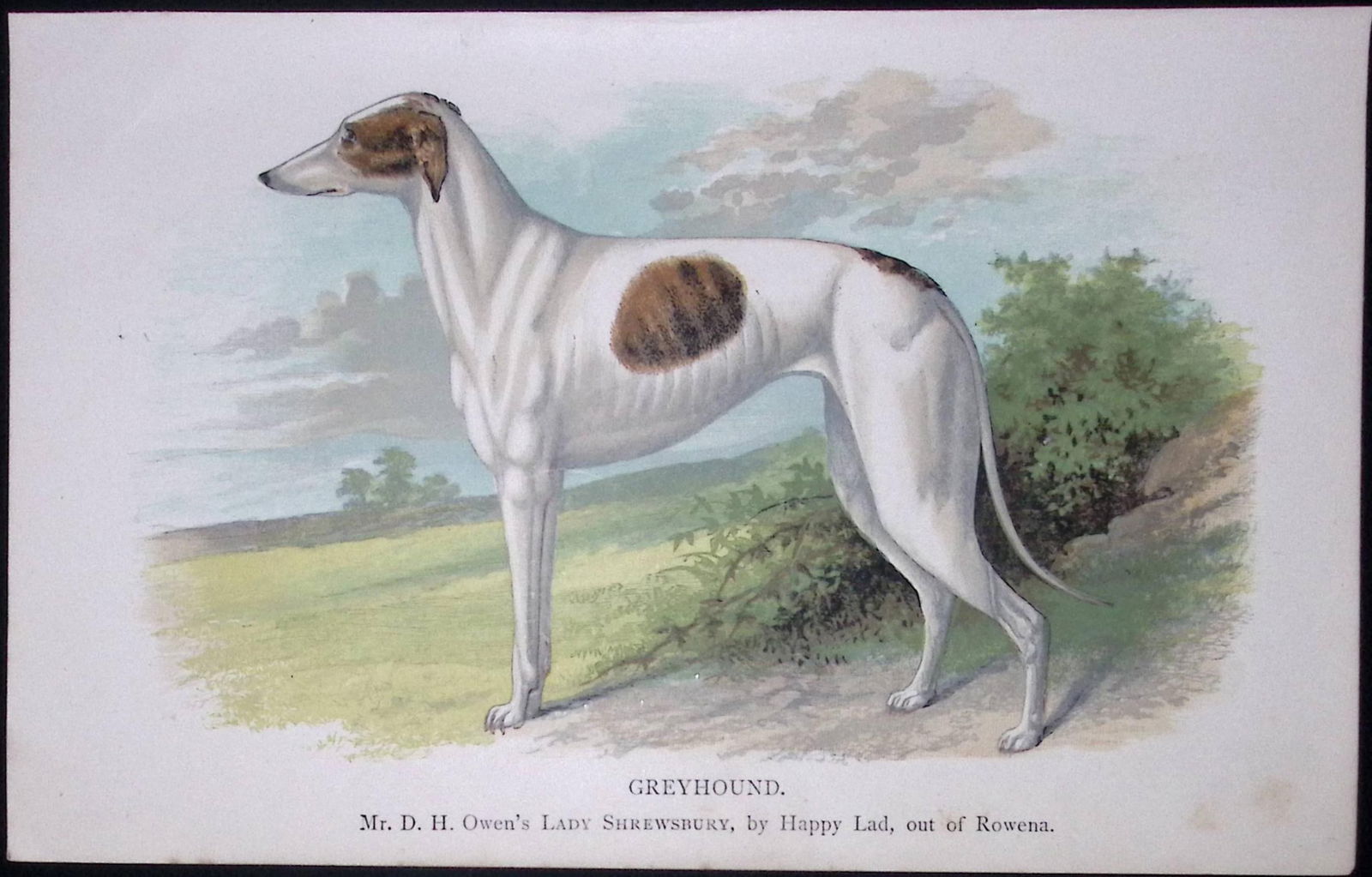 The Greyhound British Dogs by Hugh Dalziel 1889 Antique Coloured Book Plate-1: Title: The Greyhound British Dogs by Hugh Dalziel 1889 Antique Coloured Book Plate-1 Description: This Antique Book Plate Was Removed from a Edition of British Dogs by Hugh Dalziel 1