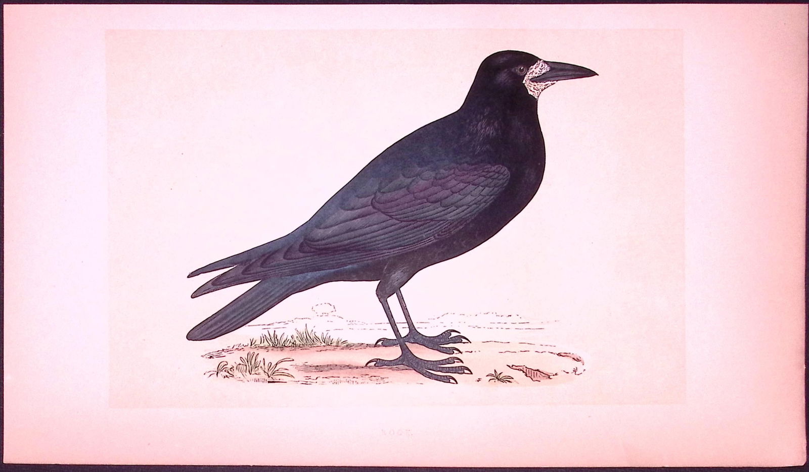 Rook Bird- Rev Morris First Edition Antique Woodblock Engraving-53: Title: Rook Bird- Rev Morris First Edition Antique Woodblock Engraving-53 Description: This Chromolithographic Woodblock Engraving Has Been Removed from a First Antique Edition of.