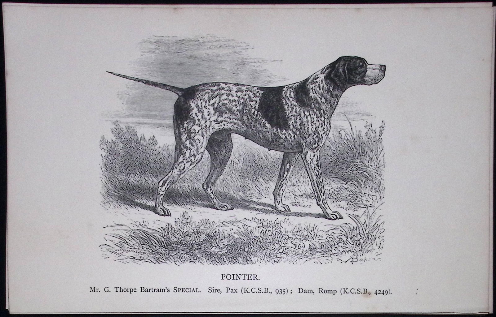 The Pointer Black Face British Dogs by Hugh Dalziel 1889 Antique Book Plate-29: Title: The Pointer Black Face British Dogs by Hugh Dalziel 1889 Antique Book Plate-29 Description: This Antique Book Plate Was Removed from a Edition of British Dogs by Hugh Dalziel