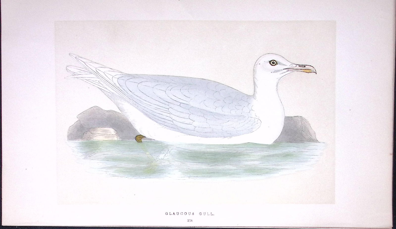Glaucous Gull Bird- Rev Morris First Edition Antique Woodblock Engraving-211: Title: Glaucous Gull Bird- Rev Morris First Edition Antique Woodblock Engraving-211 Description: This Chromolithographic Woodblock Engraving Has Been Removed from a First Antique Edi