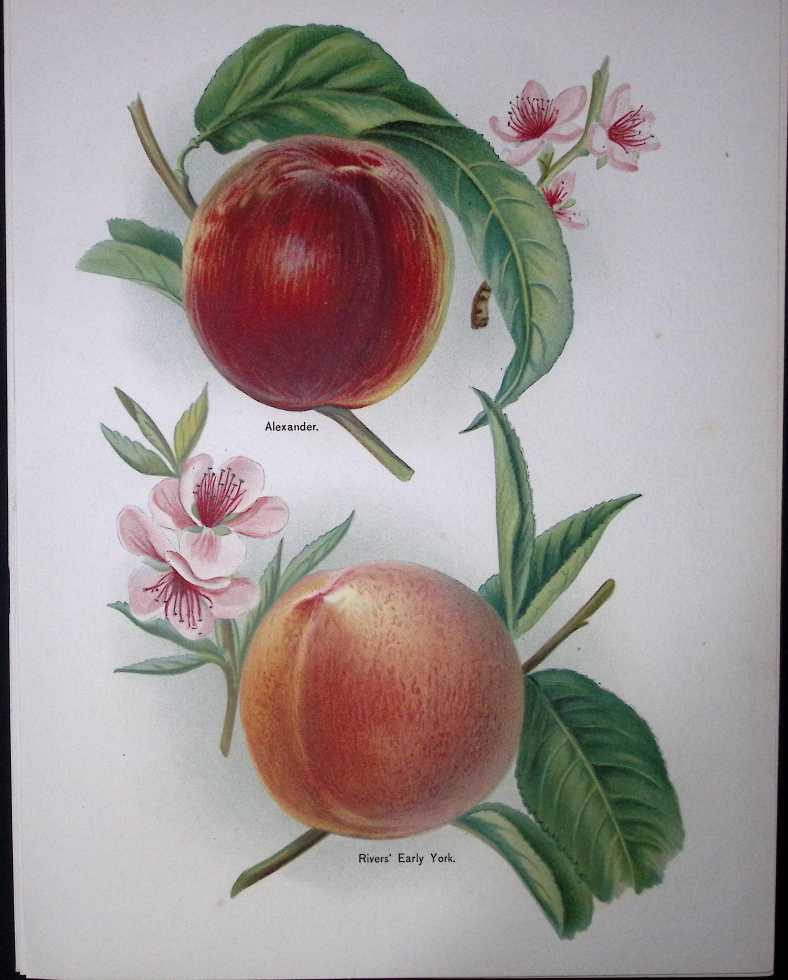 Apples- Alexandra, Rivers Early York, Antique Mary Rivers Fruit Illustration-27.: Title: Apples- Alexandra, Rivers Early York, Antique Mary Rivers Fruit Illustration-27. Description: This Chromolithographed Print Measure Approximately 10 X 8 (Inches) 2
