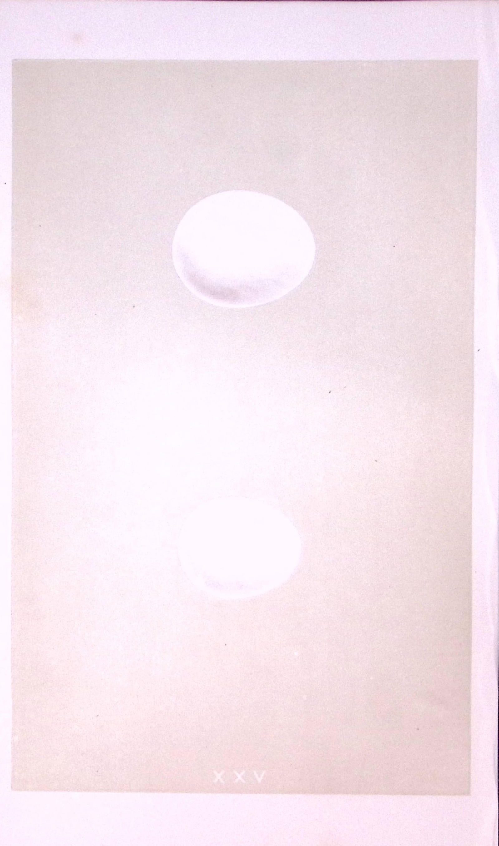 Snowy & Tawny Owl Bird Egg- Rev Morris Antique Woodblock Engraving-8: Title: Snowy & Tawny Owl Bird Egg- Rev Morris Antique Woodblock Engraving-8 Description: This Chromolithographic Woodblock Engraving Has Been Removed from a First Antique Edition