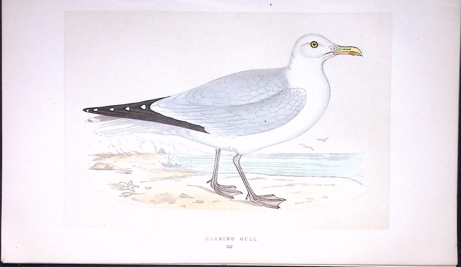 Henning Gull Bird- Rev Morris First Edition Antique Woodblock Engraving-210: Title: Henning Gull Bird- Rev Morris First Edition Antique Woodblock Engraving-210 Description: This Chromolithographic Woodblock Engraving Has Been Removed from a First Antique Edit