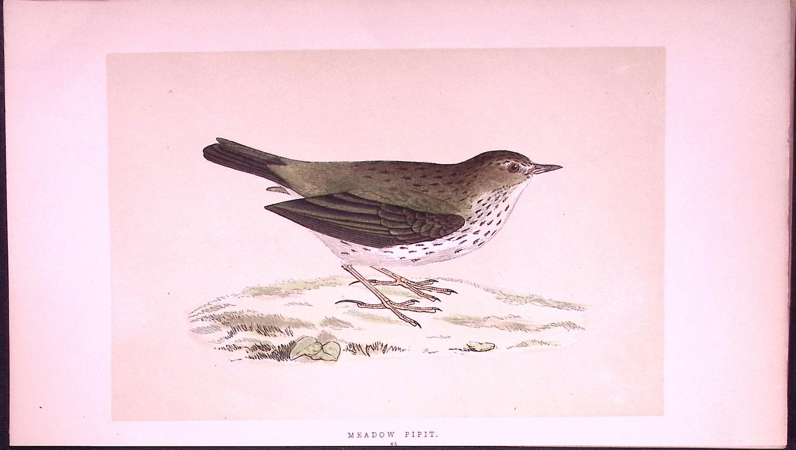 Meadow Pipit Bird- Rev Morris First Edition Antique Woodblock Engraving-138: Title: Meadow Pipit Bird- Rev Morris First Edition Antique Woodblock Engraving-138 Description: This Chromolithographic Woodblock Engraving Has Been Removed from a First Antique Edit