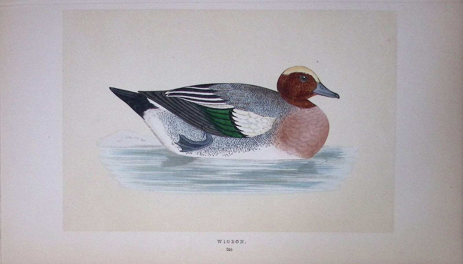 Wigeon Duck Bird- Rev Morris First Edition Antique Woodblock Engraving-91 (1 of 1)