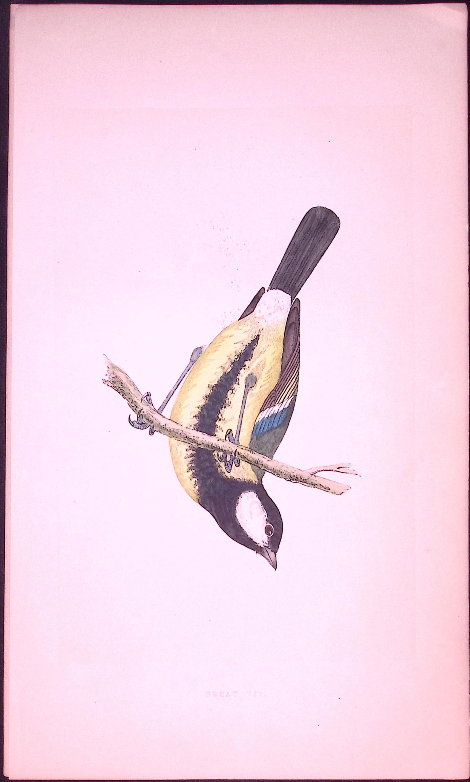 Great-Tit Bird- Rev Morris First Edition Antique Woodblock Engraving-36: Title: Great-Tit Bird- Rev Morris First Edition Antique Woodblock Engraving-36 Description: This Chromolithographic Woodblock Engraving Has Been Removed from a First Antique Edition of. Rev F O