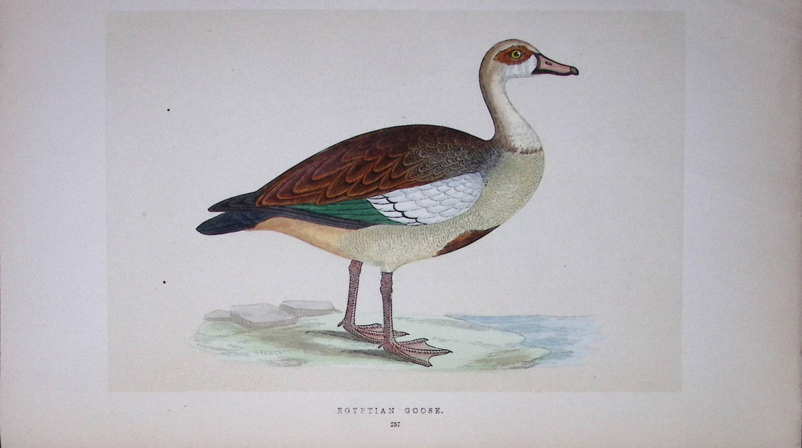 Egyptian Goose Bird- Rev Morris First Edition Antique Woodblock Engraving-76: Title: Egyptian Goose Bird- Rev Morris First Edition Antique Woodblock Engraving-76 Description: This Chromolithographic Woodblock Engraving Has Been Removed from a First Antique Edition of. 