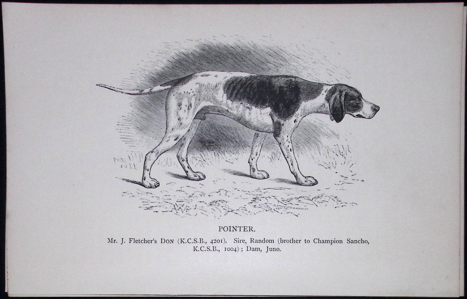 The Pointer British Dogs by Hugh Dalziel 1889 Antique Book Plate-28: Title: The Pointer British Dogs by Hugh Dalziel 1889 Antique Book Plate-28 Description: This Antique Book Plate Was Removed from a Edition of British Dogs by Hugh Dalziel 1889.