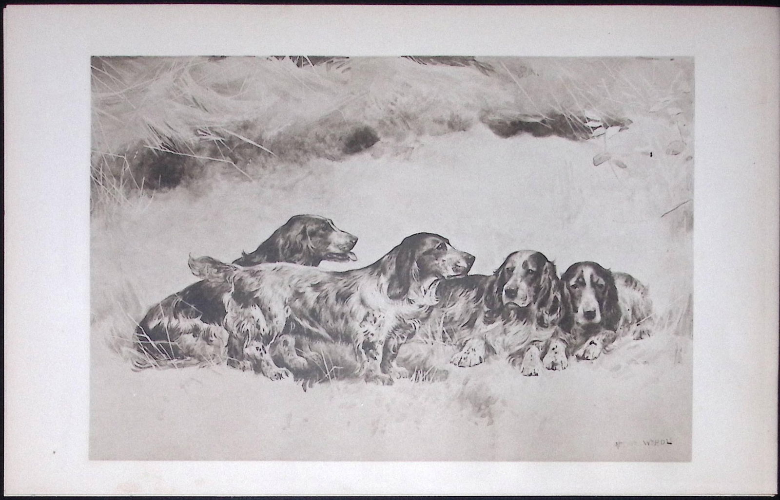 Group of Spaniels Antique Book Plate Rawdon Lee Modern Dogs 1893-50: Title: Group of Spaniels Antique Book Plate Rawdon Lee Modern Dogs 1893-50 Description: This Antique Book Plate Was Removed from an Edition of Modern Dogs by Rawdon Lee 1893.