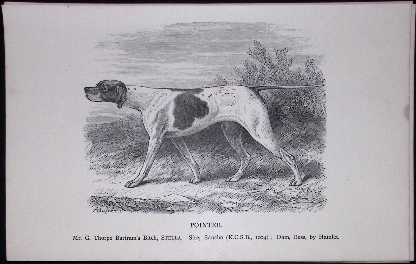 The Pointer British Dogs by Hugh Dalziel 1889 Antique Book Plate-27: Title: The Pointer British Dogs by Hugh Dalziel 1889 Antique Book Plate-27 Description: This Antique Book Plate Was Removed from a Edition of British Dogs by Hugh Dalziel 1889.