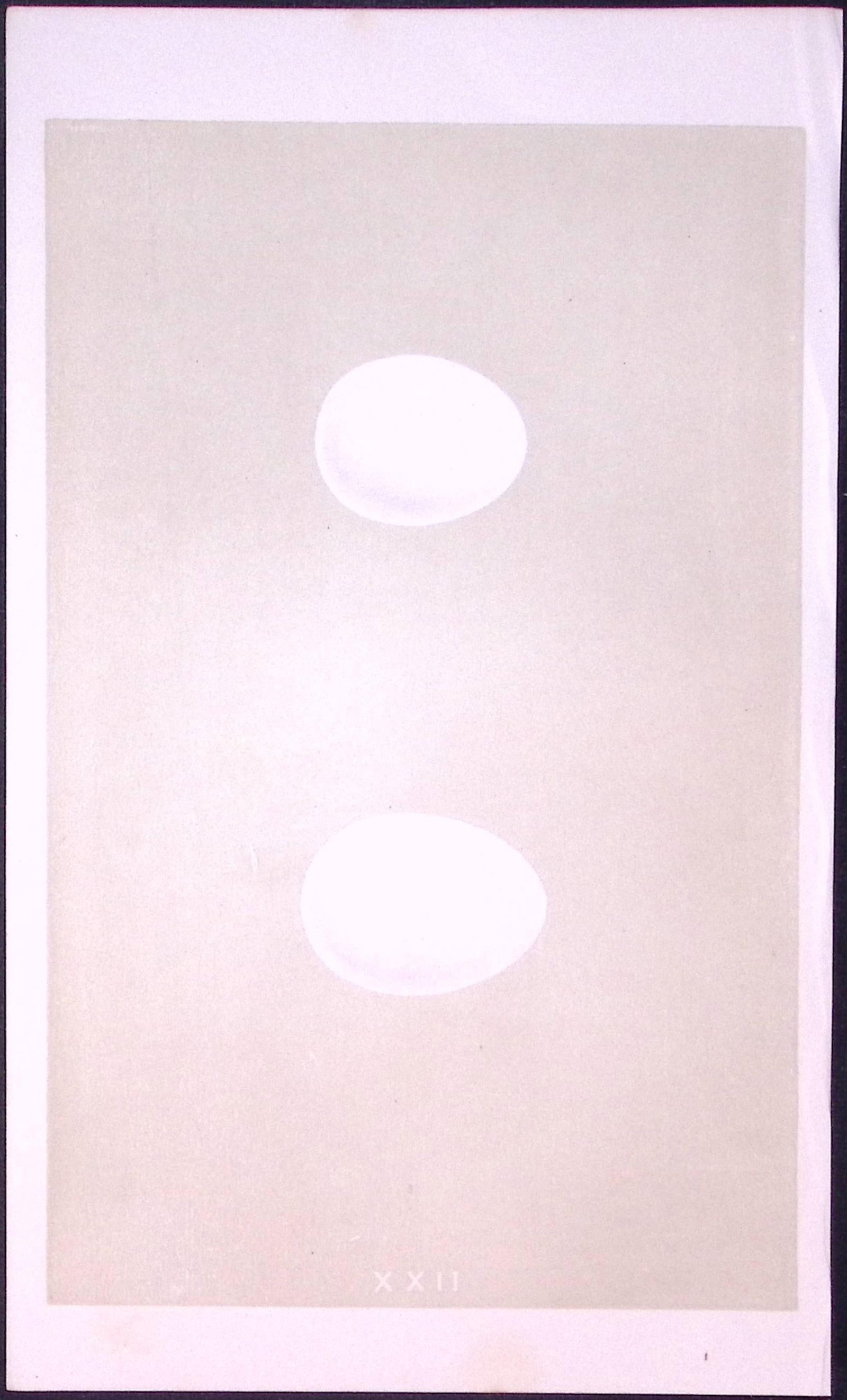 Long & Short Eared Owl Bird Egg- Rev Morris Antique Woodblock Engraving-5: Title: Long & Short Eared Owl Bird Egg- Rev Morris Antique Woodblock Engraving-5 Description: This Chromolithographic Woodblock Engraving Has Been Removed from a First Antique E