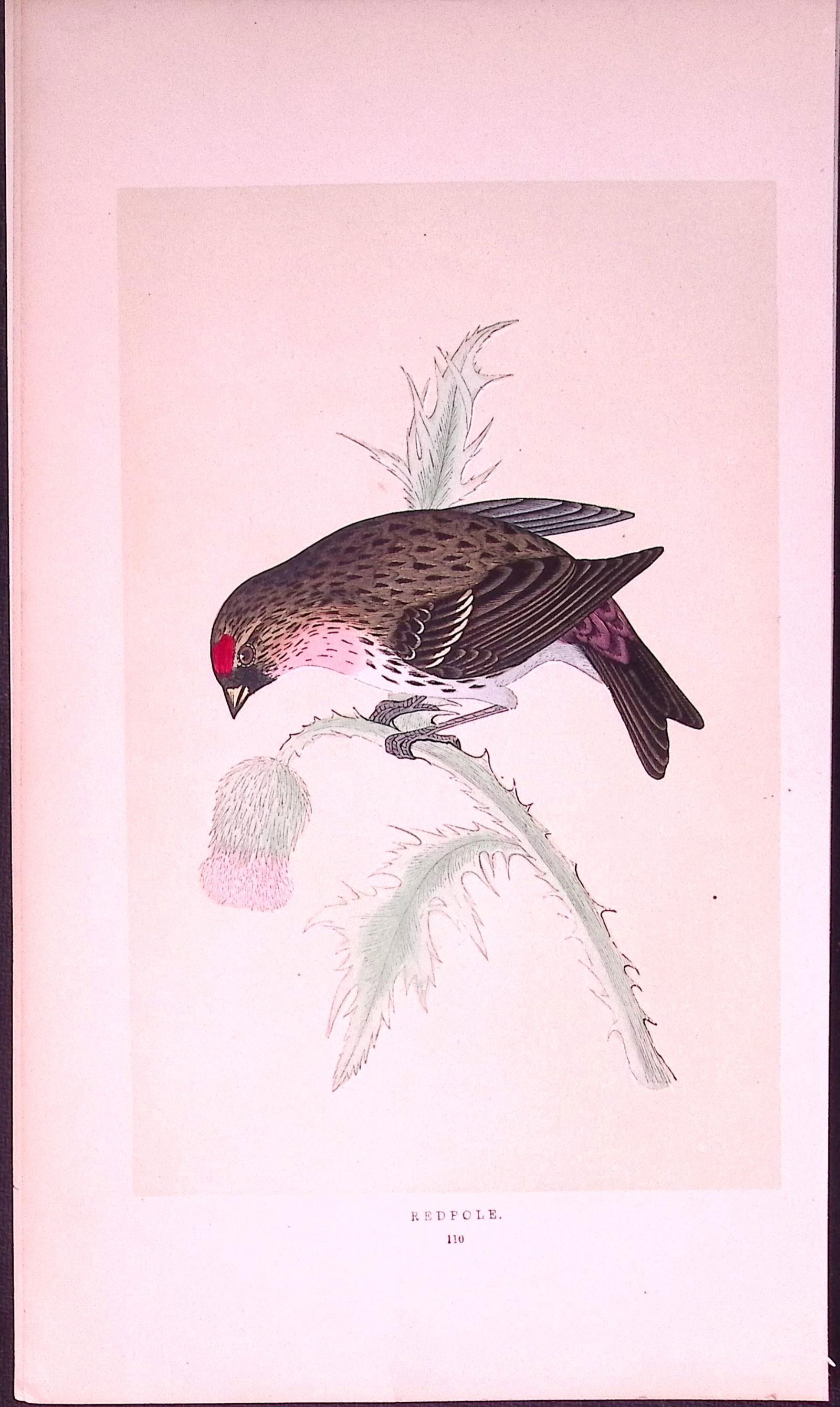 Redpole Rev Morris First Edition Antique Woodblock Engraving-164: Title: Redpole Rev Morris First Edition Antique Woodblock Engraving-164 Description: This Chromolithographic Woodblock Engraving Has Been Removed from a First Antique Edition of. Rev F O Morris