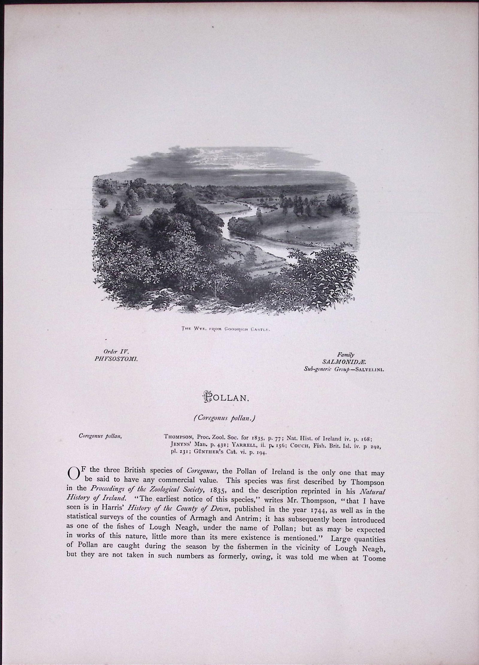 Pollan & Powan Rev Houghton British Freshwater Fish 1879 Scarce Engraving-6 - 2