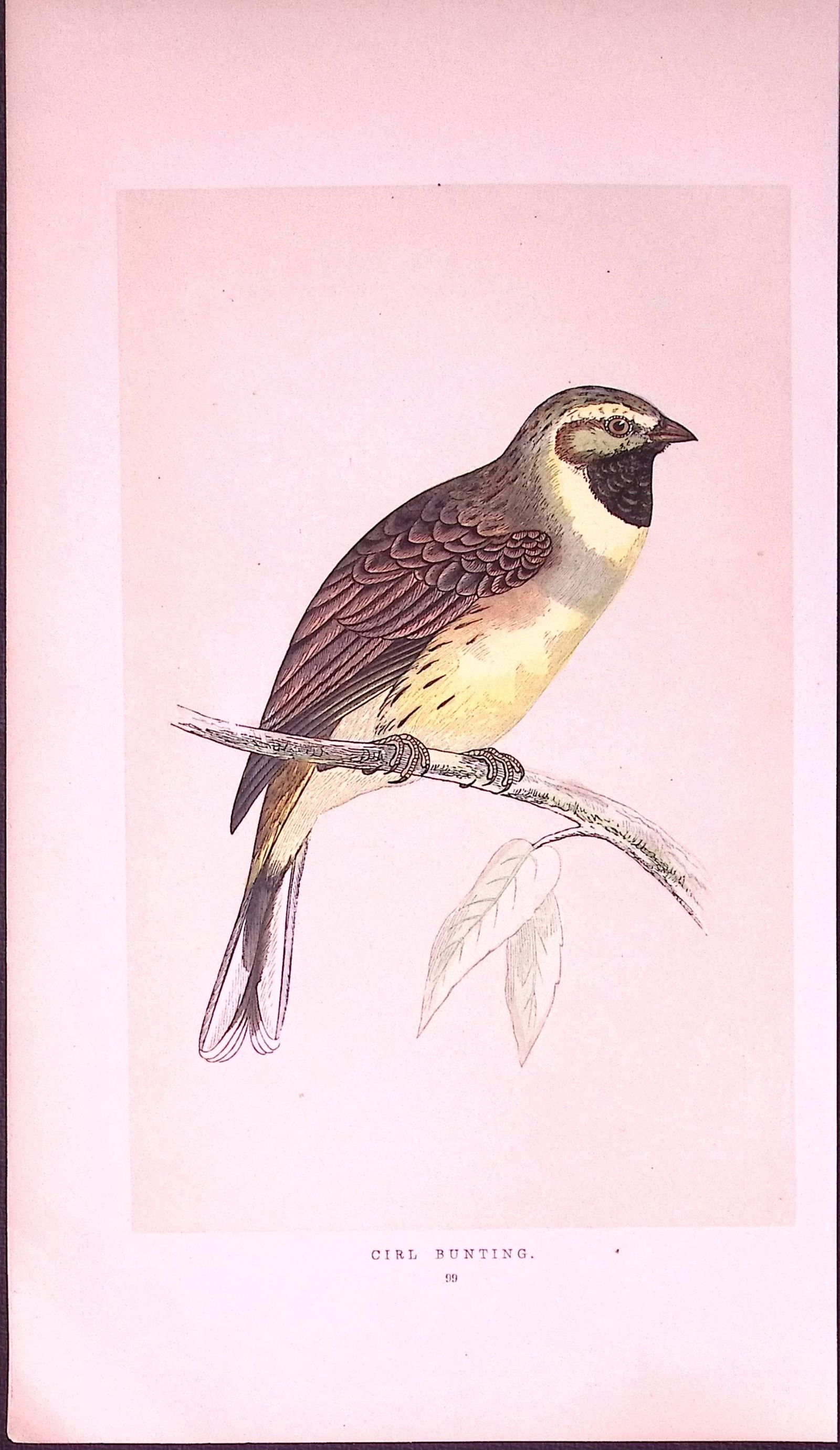 Cirl Bunting Rev Morris First Edition Antique Woodblock Engraving-153: Title: Cirl Bunting Rev Morris First Edition Antique Woodblock Engraving-153 Description: This Chromolithographic Woodblock Engraving Has Been Removed from a First Antique Edition of. Rev F O
