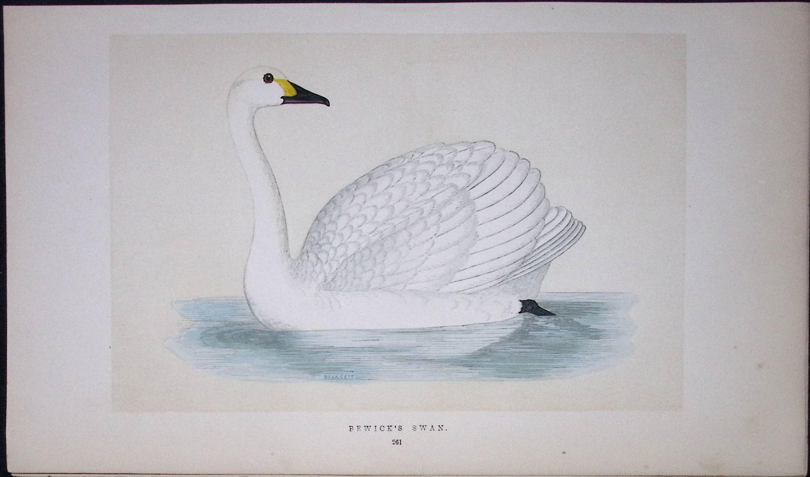 Bewick’s Swan Bird- Rev Morris First Edition Antique Woodblock Engraving-80: Title: Bewick’s Swan Bird- Rev Morris First Edition Antique Woodblock Engraving-80 Description: This Chromolithographic Woodblock Engraving Has Been Removed from a First Antiqu