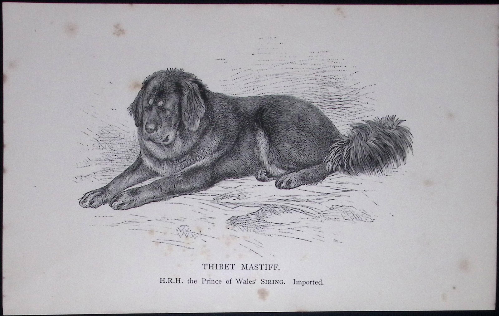 Thibet Mastiff British Dogs by Hugh Dalziel 1889 Antique Book Plate-49: Title: Thibet Mastiff British Dogs by Hugh Dalziel 1889 Antique Book Plate-49 Description: This Antique Book Plate Was Removed from a Edition of British Dogs by Hugh Dalziel 1889.