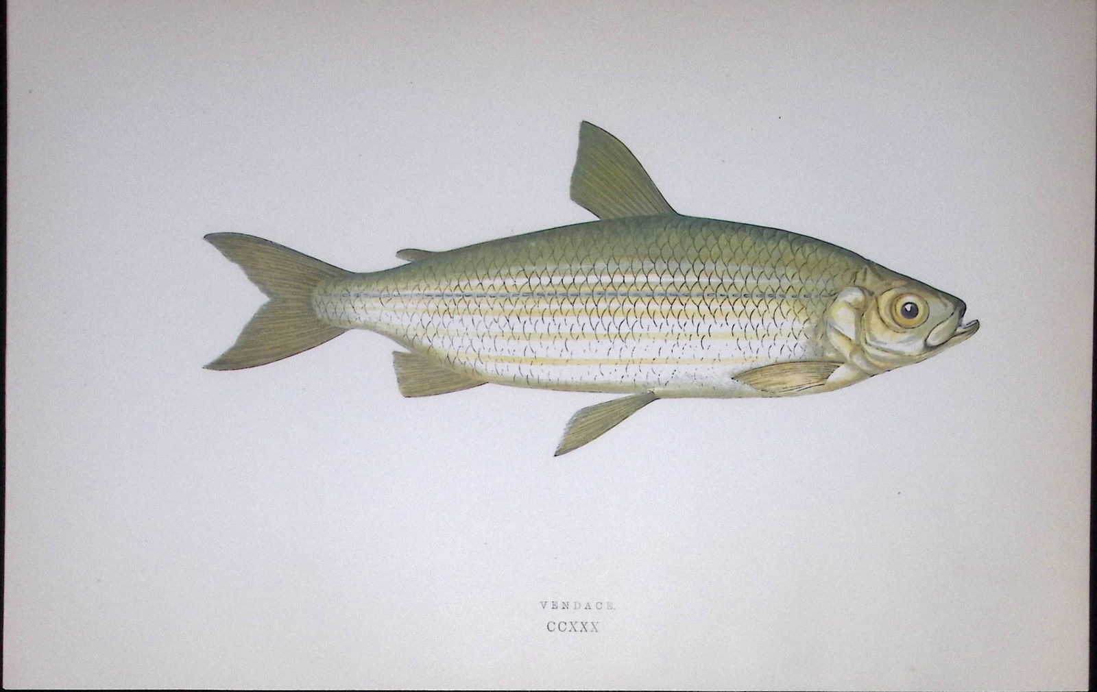 Vendace Fish Scarce Antique 1877 J. Couch Woodblock Engraving-139: Title: Vendace Fish Scarce Antique 1877 J. Couch Woodblock Engraving-139 Description: This Antique Original Coloured Woodblock Engraving Was Removed from An Edition of.