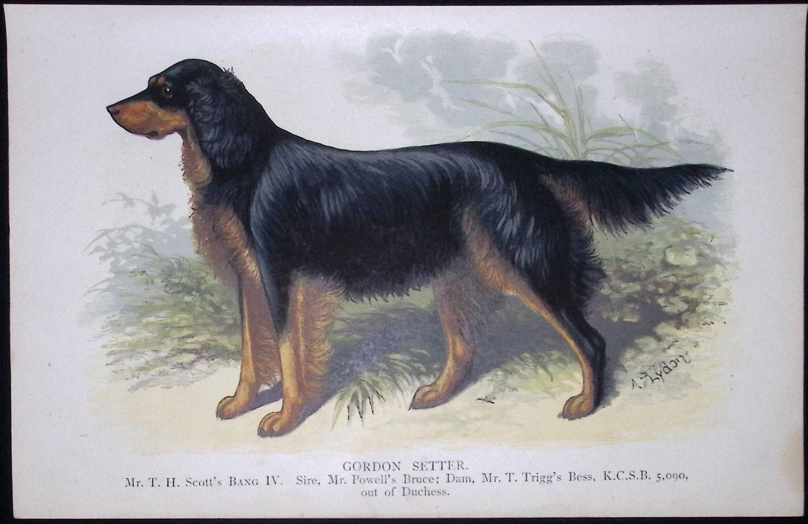 Gordon Setter British Dogs by Hugh Dalziel 1889 Antique Coloured Book Plate-6: Title: Gordon Setter British Dogs by Hugh Dalziel 1889 Antique Coloured Book Plate-6 Description: This Antique Book Plate Was Removed from a Edition of British Dogs by Hugh Dalziel 1